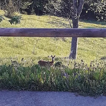 Des Chevreuils Verossaz